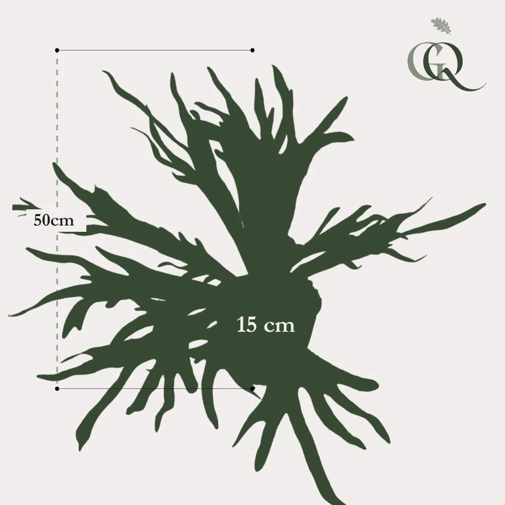 Pianta artificiale di platycerium - h50cm, Ø15cm