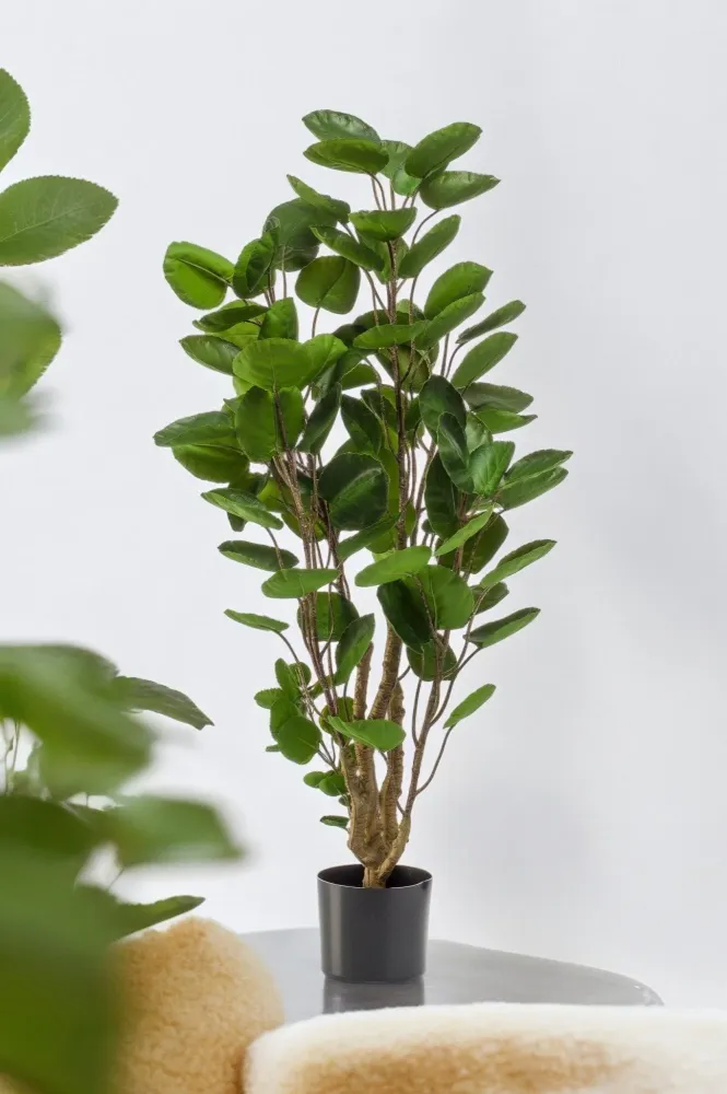 Pianta artificiale Polyscias Aralia - h105cm, Ø12cm