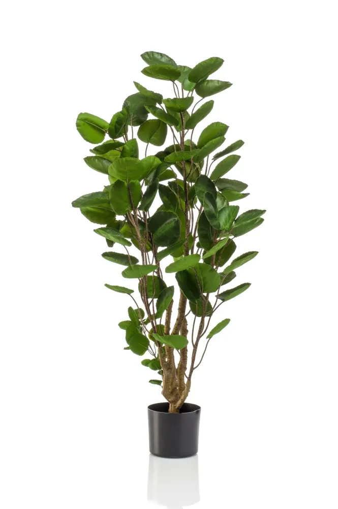 Pianta artificiale Polyscias Aralia - h105cm, Ø12cm