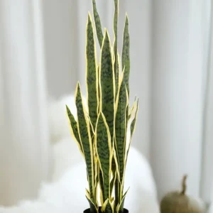 Pianta artificiale Sanseveria Trifasciata - h97cm, Ø12cm