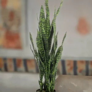 Pianta artificiale Sansevieria Corallo Nero - h97cm, Ø12cm