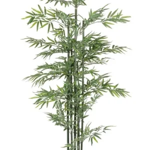 PIANTA BAMBOO