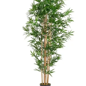 PIANTA BAMBOO