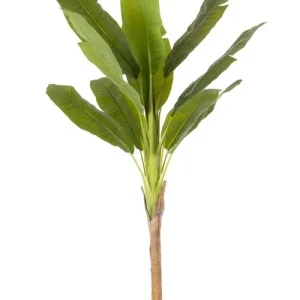 PIANTA BANANO