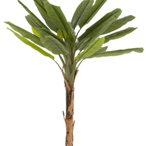 PIANTA BANANO