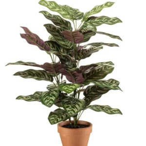 Pianta Calathea bush 65cm