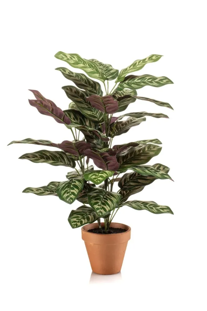 Pianta Calathea bush 65cm
