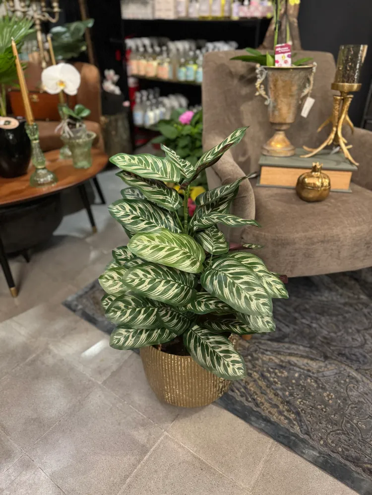 Pianta Calathea bush 65cm