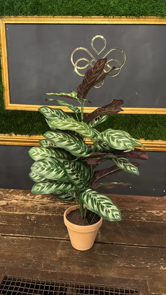 Pianta Calathea bush 65cm