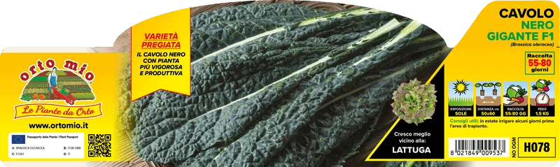 Pianta di Cavolo Nero di Toscana Gigante - Orto Mio - Pronta al Trapianto