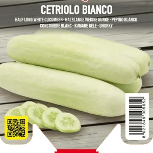 Pianta di Cetriolo Bianco Mezzo Lungo F1 - Orto Mio - Pronta al Trapianto