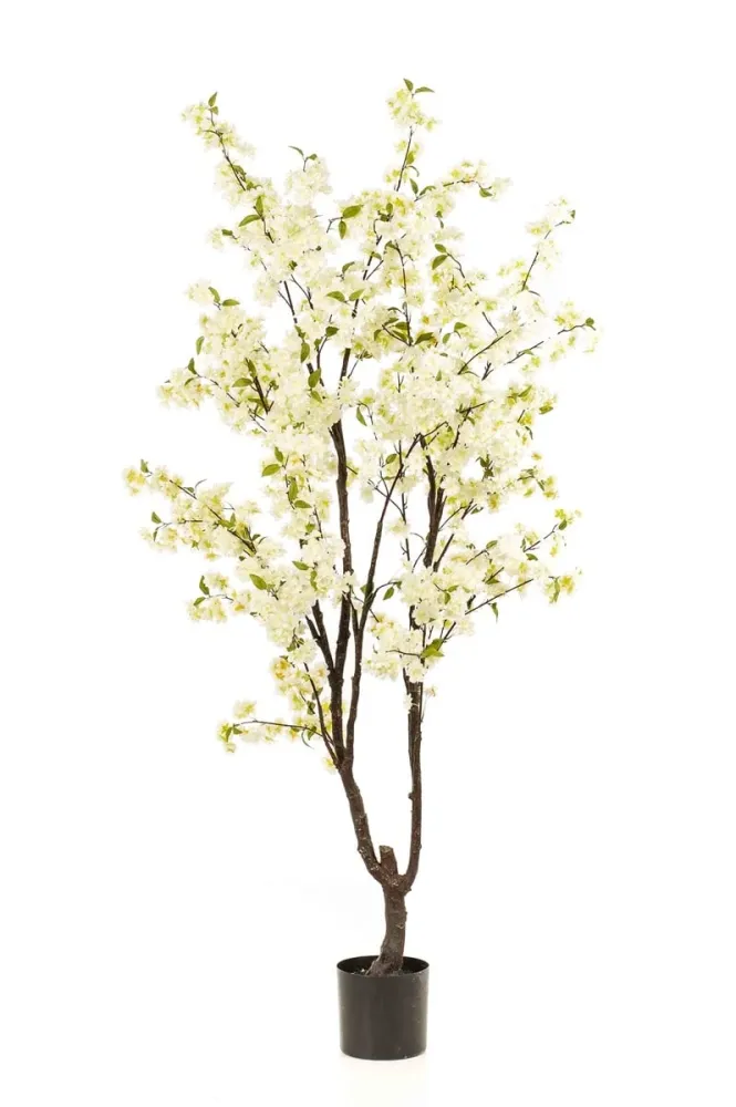 pianta Cherry blossom tree white 210cm/ ciliegio fiorito