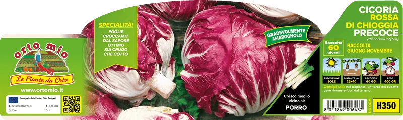 Pianta di Cicoria Rossa di Chioggia Precoce var. Presto - Orto Mio - Pronta al Trapianto