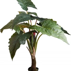 Pianta Colocasia Esculenta H. 165 Cm Bianchi Dino