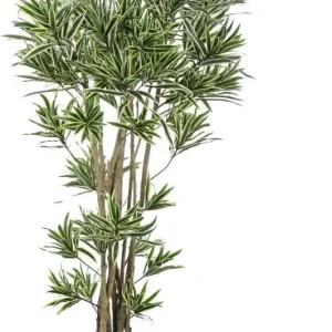 Pianta Dracena Reflexa 155 Cm Bianchi Dino