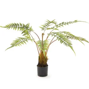 PIANTA FELCE CM80 VERDE