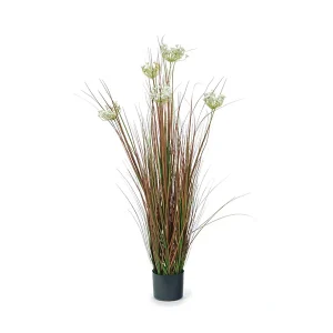 PIANTA FINOCCHIO SELVATICO CM118 VERDE BIANCO