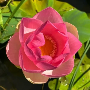 Pianta di Fiore di Loto: Coltivazione, Cura e Acquisto Online