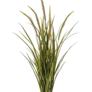 pianta Grass foxtail x5 115cm/ coda di volpe graminacea