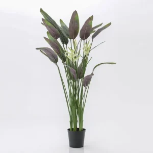 Pianta Heliconia