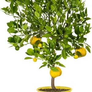 Pianta Di Limone Citrus Limetta Pursha - Altezza 80/90 Cm Limone, Agrumi, Pianta Vera, Pianta Da Terrazzo, Albero Da Frutt...