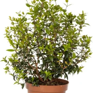 Pianta di Mirto - altezza 50/60 cm Pianta vera vaso, Pianta da Terrazzo, Cespuglio
