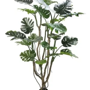 PIANTA MONSTERA