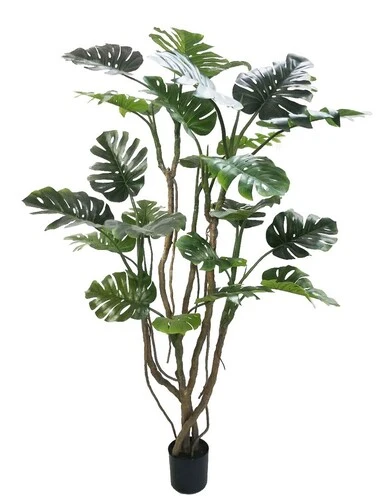 PIANTA MONSTERA