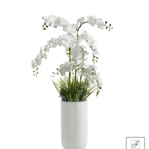 PIANTA ORCHIDEA