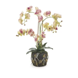 PIANTA PHALAENOPSIS REAL TOUCH X5 CM66 CON ZOLLA ROSA/VERDE