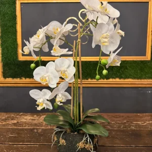 PIANTA PHALAENOPSIS REAL TOUCH X3 CON ZOLLA BIANCO