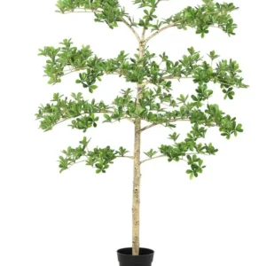 PIANTA PITTOSPORUM