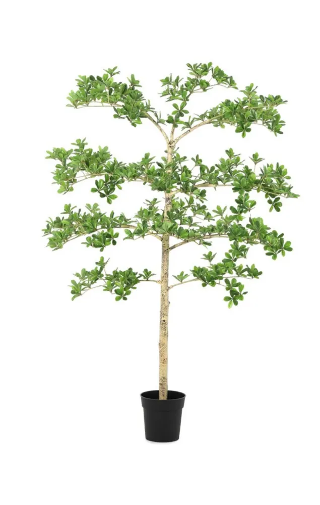 PIANTA PITTOSPORUM