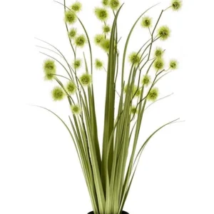 pianta Pompom grass 85cm/ graminacea pompom