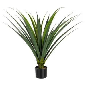 PIANTA RUSCACEAE