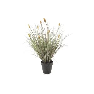 PIANTA SETARIA CM71 VERDE-PURPLE