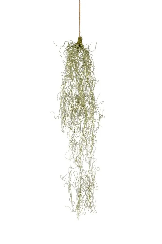 Pianta Tillandsia hanging 90cm cadente