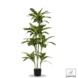 PIANTA TROPICALE