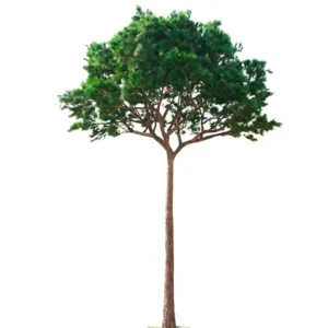 Pino artificial (Tronco fino de fibra de vidrio) 3m - 30m