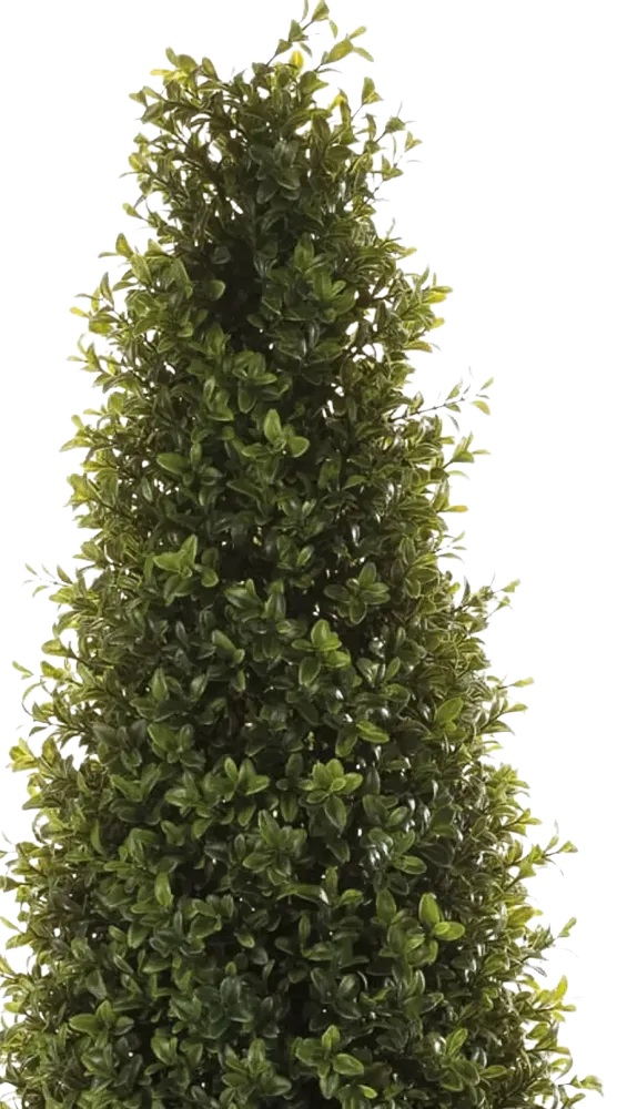 Piramide artificiale di bosso - Lucy | 165 cm