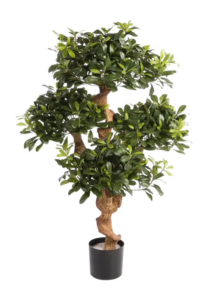 Pittosporo artificiale - Pierre | 120 cm
