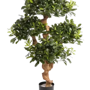 Pittosporo artificiale - Pierre | 120 cm