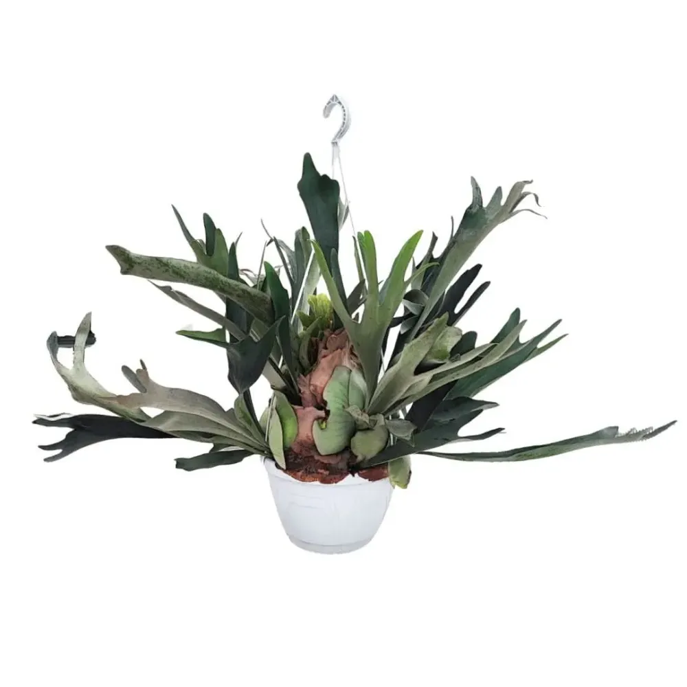 Platycerium (Felce Corna di Cervo) basket Altezza Pianta 70 cm