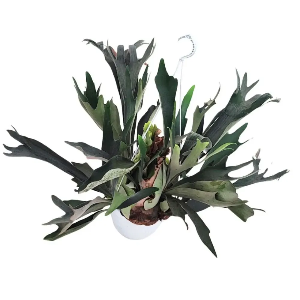 Platycerium (Felce Corna di Cervo) basket Altezza Pianta 70 cm