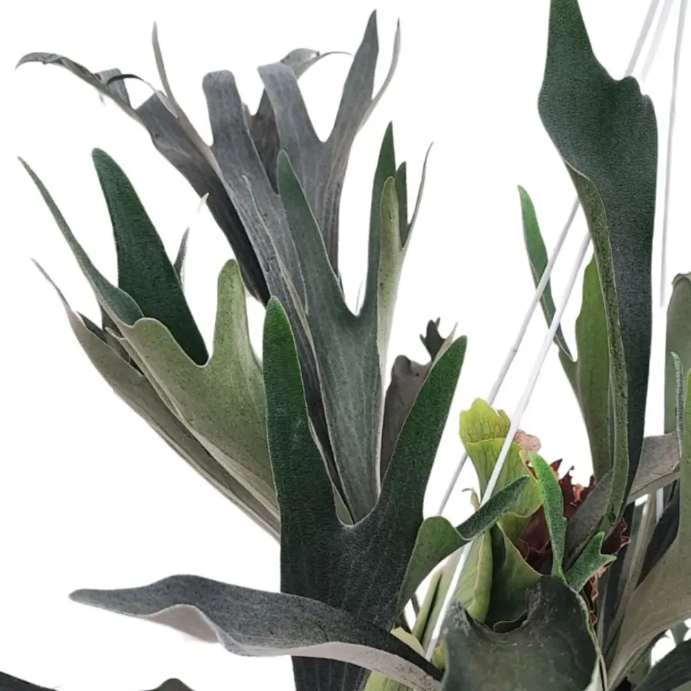 Platycerium (Felce Corna di Cervo) basket Altezza Pianta 70 cm