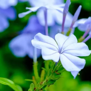 Plumbago Capensis - 1 pianta v.17 cm