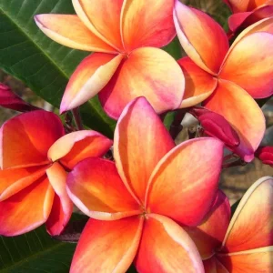 Plumeria "firestorm" Rossa-Arancione (frangipani, Pomelia) Pianta Tropicale Forte Profumo