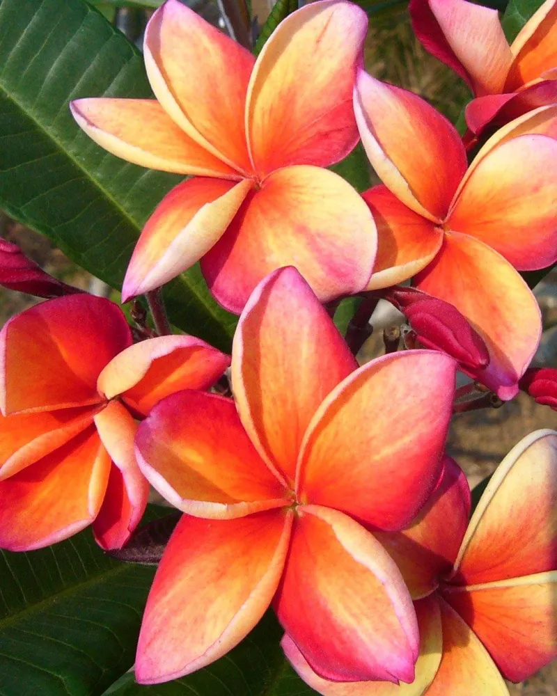Plumeria "firestorm" Rossa-Arancione (frangipani, Pomelia) Pianta Tropicale Forte Profumo