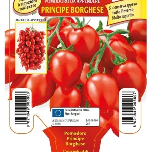 Pomodoro da appendere Principe borghese - 1 pianta v.10 cm - Orto Mio