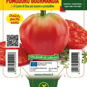 Pomodoro Cuor di Bue classico Gourmandia F1 - 1 pianta innestata v.10 cm - Orto Mio
